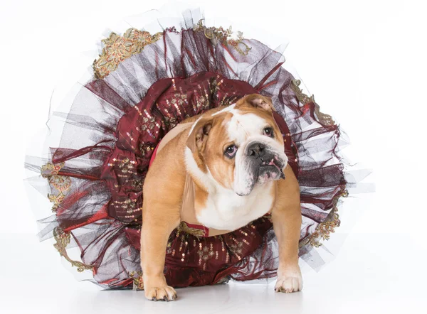 Dancing dog wearing tutu — Stock Photo, Image