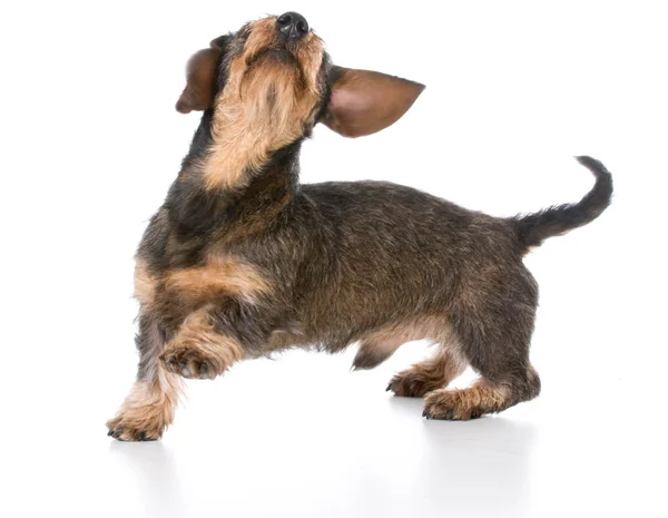 Bassotto in miniatura wirehaired — Foto Stock