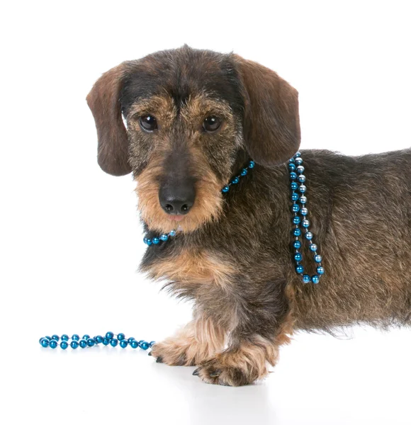 Собака носит ожерелье — стоковое фото