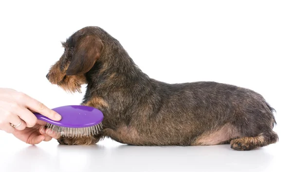 Perro consiguiendo cepillado — Foto de Stock