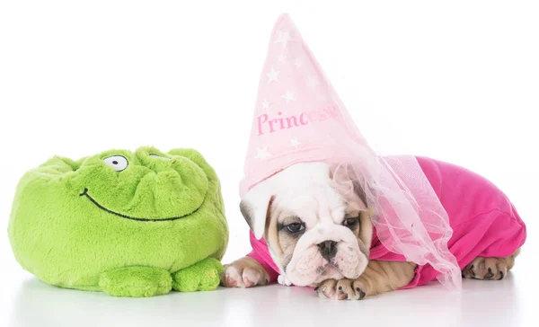 Bulldog puppy princess — Stock Photo, Image