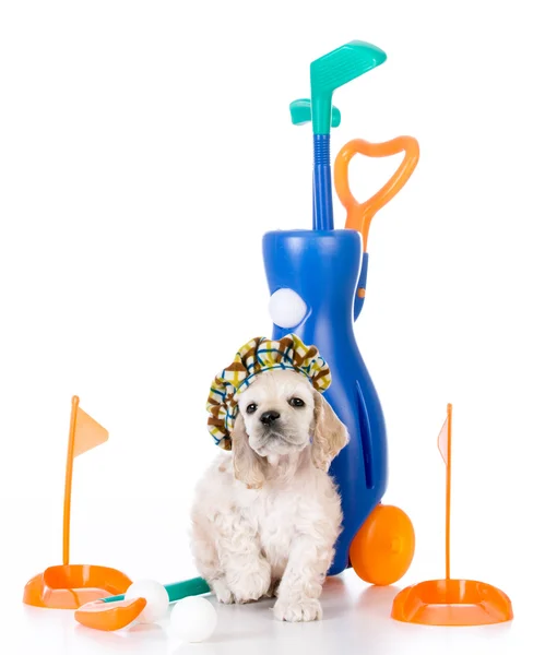 Cane che gioca a golf — Foto Stock