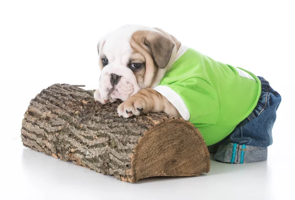 Schattig bulldog pup — Stockfoto