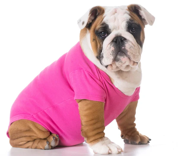 Female bulldog puppy — Stock Photo, Image