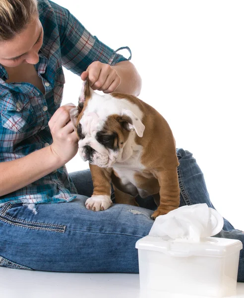 Cleaning dogs ears — Stock Photo, Image