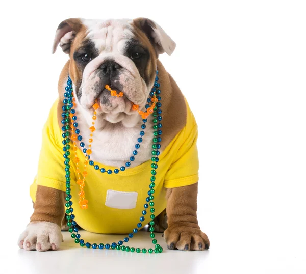 Female bulldog puppy — Stock Photo, Image