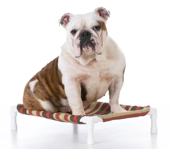 Hund sitzt auf Hundebett — Stockfoto
