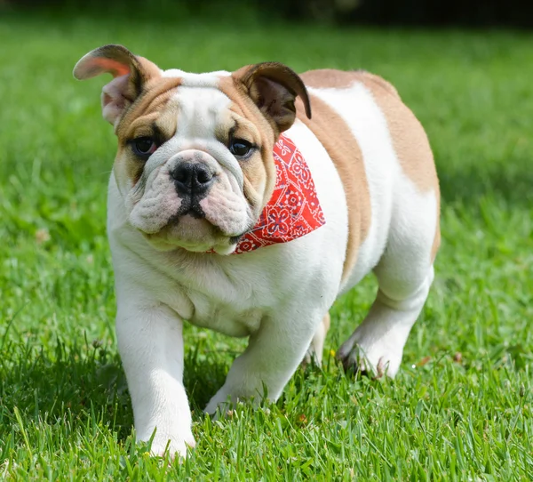 Englische Bulldogge draußen — Stockfoto