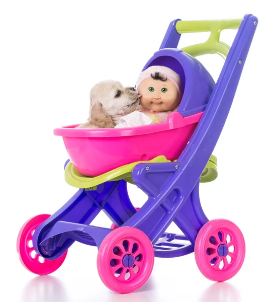 Pup in een wandelwagen — Stockfoto