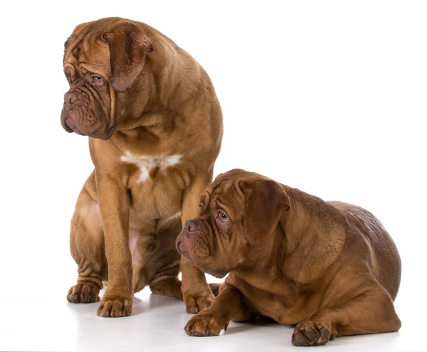 Two dogue de bordeaux puppies Stock Picture