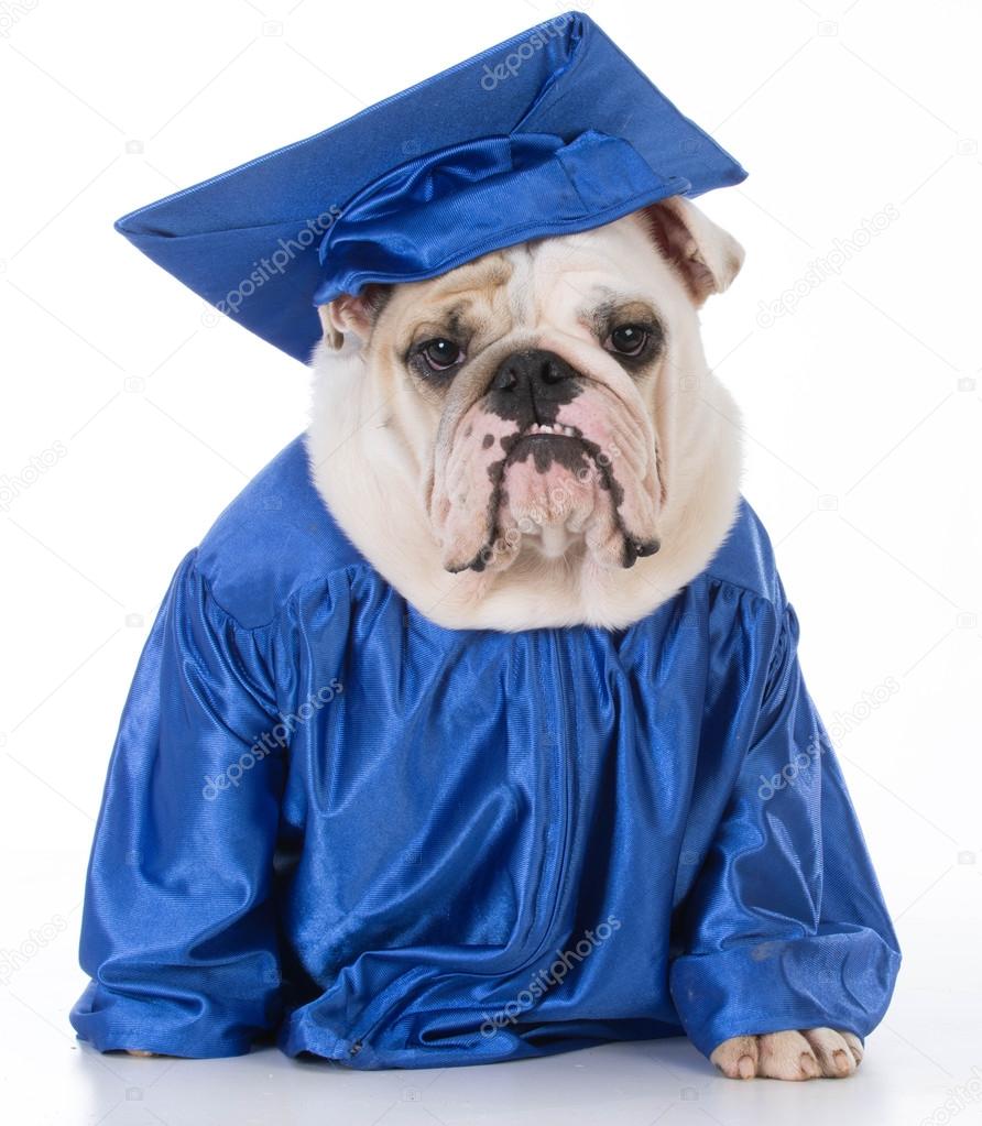 Loyal Service Dog Dons Cap And Gown To Join 17-Year-Old At Her High School  Graduation | HuffPost Good News