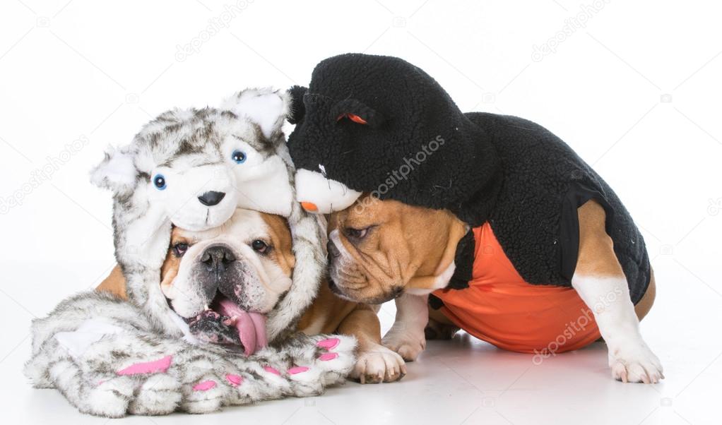 Cute couple of dogs