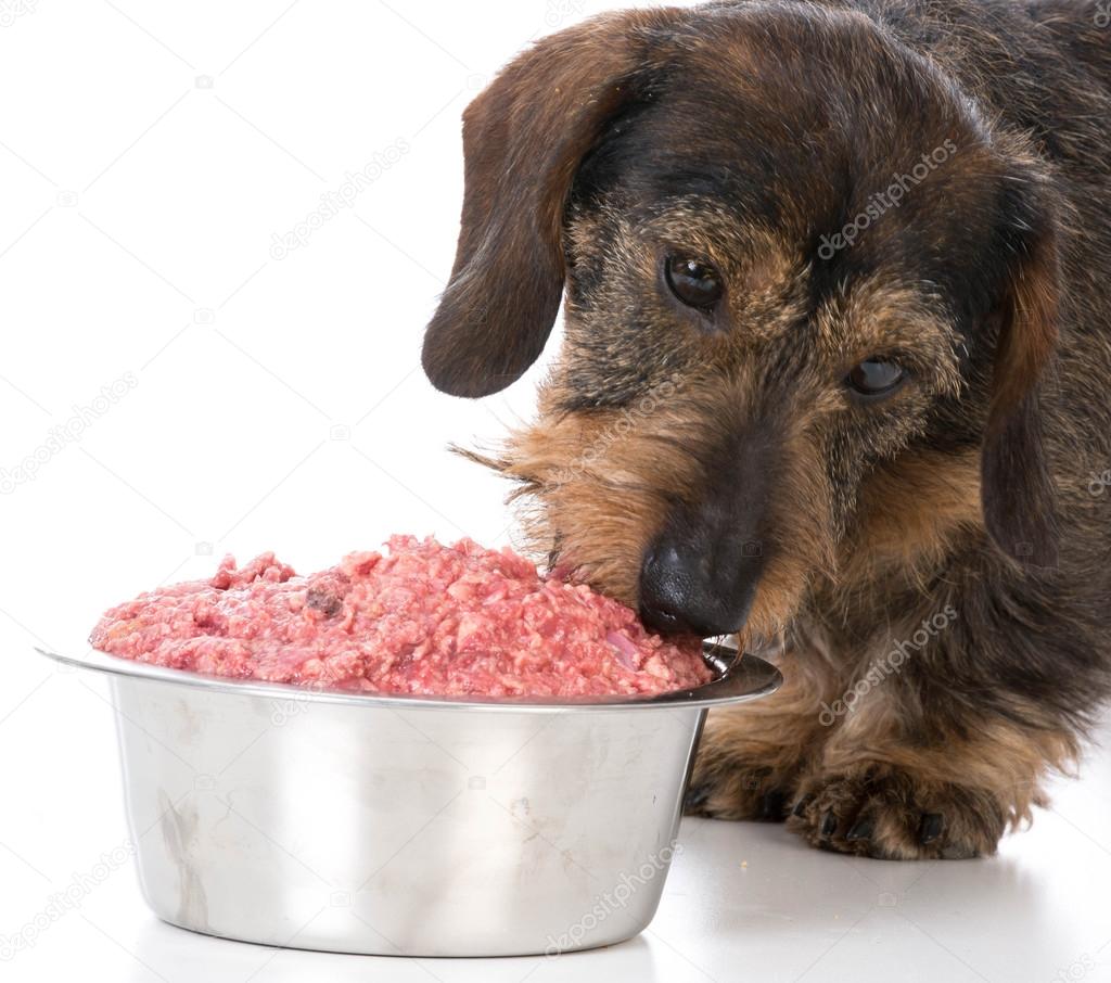 feeding the dog raw food