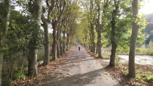 秋季公园运动跑步 — 图库视频影像