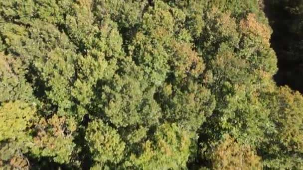 Bos natuur lucht drone — Stockvideo