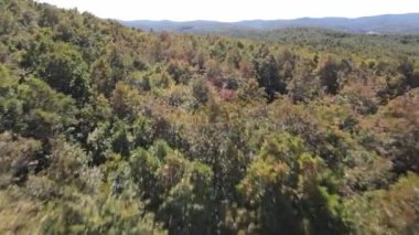 Hızlı İHA ormanı uçuyor