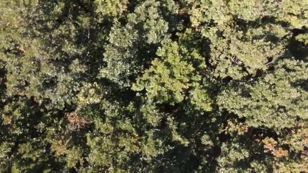 Bos natuur drone — Stockvideo