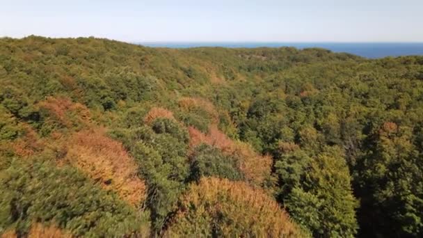 Outono floresta natureza aérea vista — Vídeo de Stock