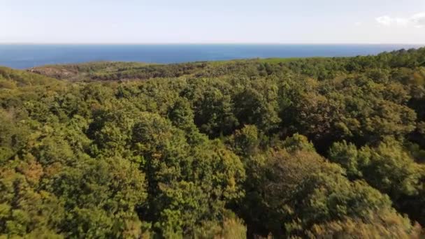 Outono floresta natureza aérea vista — Vídeo de Stock