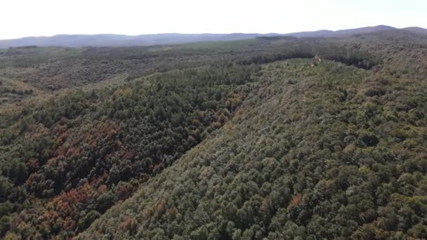 Natureza florestal vista aérea — Vídeo de Stock