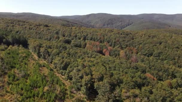 Natureza florestal vista aérea — Vídeo de Stock