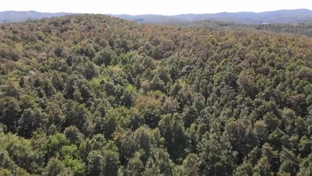 Fundo da natureza florestal — Vídeo de Stock