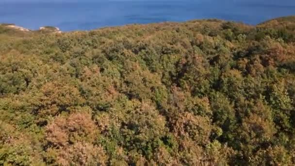 Outono floresta fundo do mar — Vídeo de Stock