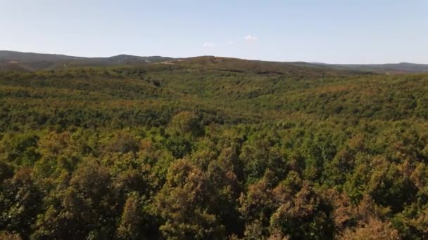 Drone voando acima da floresta — Vídeo de Stock