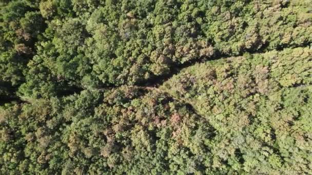 Fondo de naturaleza forestal — Vídeo de stock