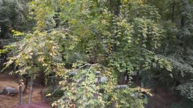 Orman doğası insansız hava aracı