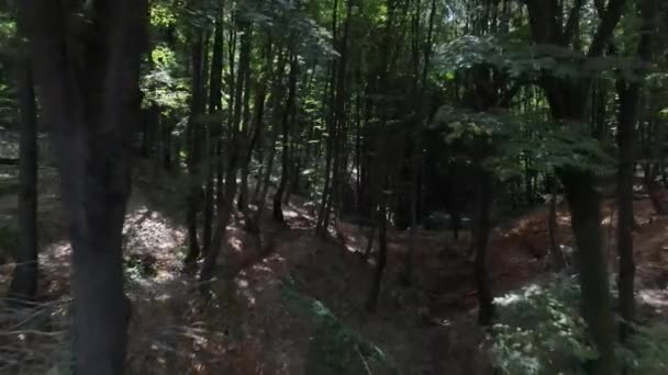 Arbre forestier nature — Video