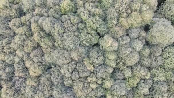 Luchtfoto drone boom uitzicht — Stockvideo