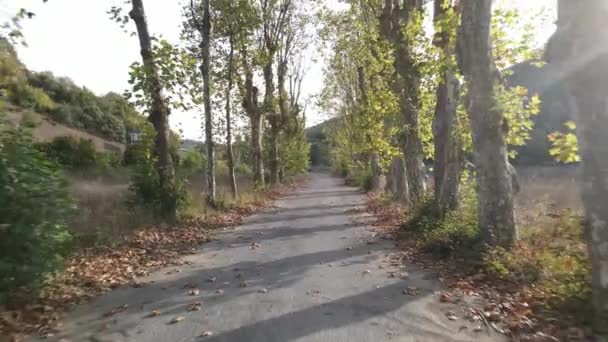 Jesienna droga pokryta drzewami po obu stronach — Wideo stockowe