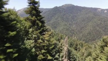 Sağlıklı Yaşam İçin Yeşil Ağaçlar