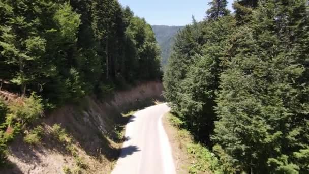 여행하는 숲 속 도로 공중에서 본 광경 — 비디오