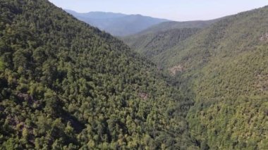 Çevre Doğal Yeşil Orman
