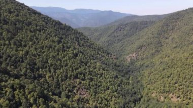 Efsanevi Yeşil Atlı Ormanı Hava Görüntüsü