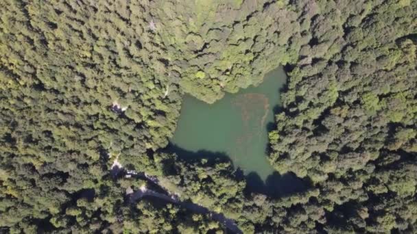 Natürlicher Seewald mit Drohne — Stockvideo