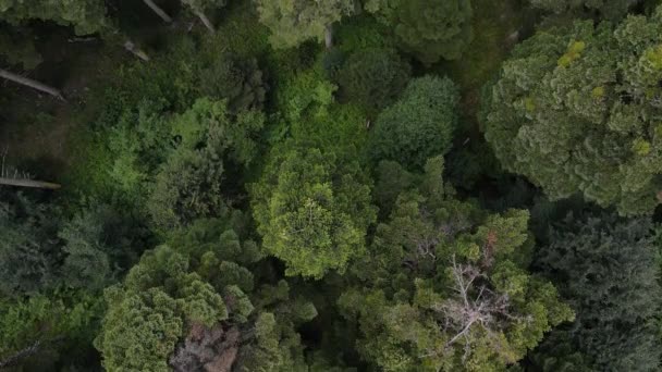 Pohled shora na přírodní les — Stock video