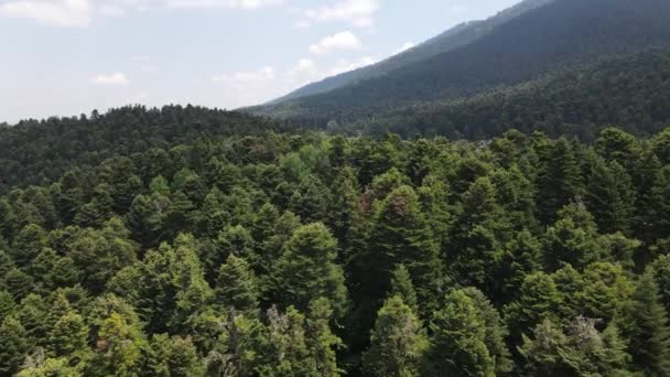 Vue Aérienne Sur La Colline De La Forêt De Pins — Video