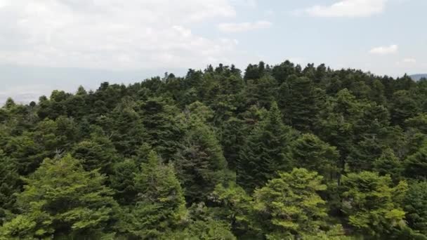 천연 소나무 숲 언덕 지상 비행 — 비디오