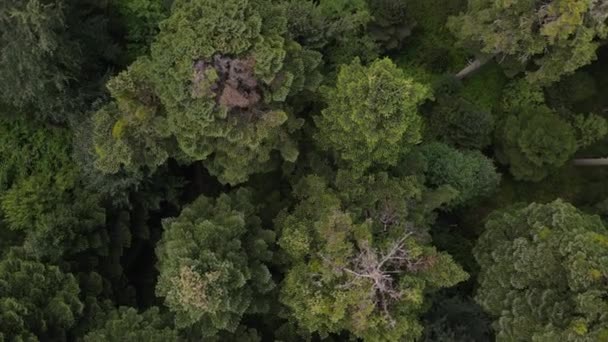 Vista aérea del bosque natural — Vídeo de stock