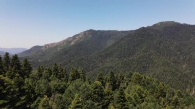 Mountian Ormanı Hava Görüntüsü