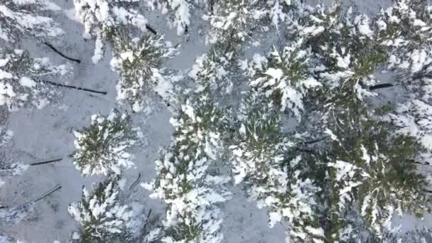 Inverno congelati alberi neve aerea — Video Stock