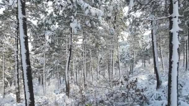Floresta inverno árvore de neve — Vídeo de Stock