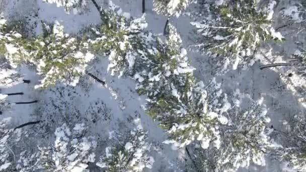 Floresta neve inverno — Vídeo de Stock