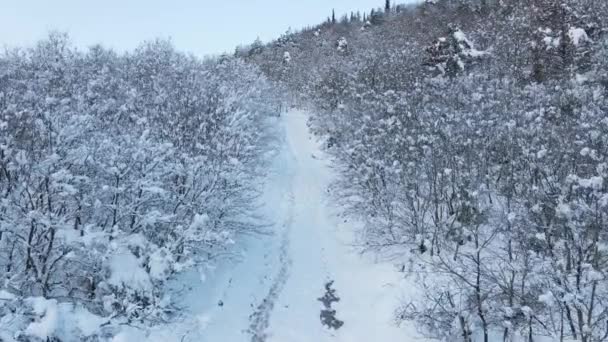 Zmrazený les sněhu silnice letecký pohled — Stock video