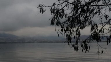 Bulutlu gökyüzünde deniz ve ağaç dalları