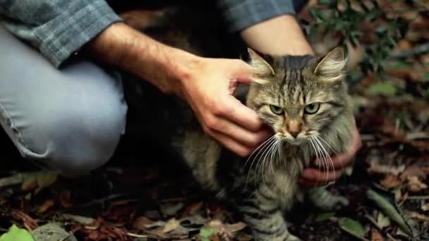 Человек гладит дикий кошачий лес — стоковое видео