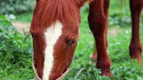 Gros plan champ vert pâturage à cheval — Video